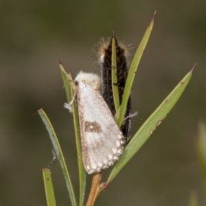 Epicoma contristis at Hawker, ACT - 26 Jan 2022 11:47 AM