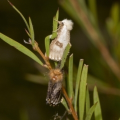 Epicoma contristis at Hawker, ACT - 26 Jan 2022