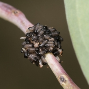 Paropsis atomaria at Hawker, ACT - 26 Jan 2022