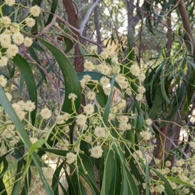Acacia implexa (Hickory Wattle, Lightwood) at Thurgoona, NSW - 23 Jan 2022 by Darcy