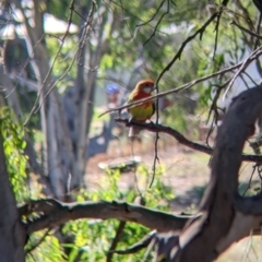 Platycercus eximius (Eastern Rosella) at Narrandera, NSW - 20 Jan 2022 by Darcy