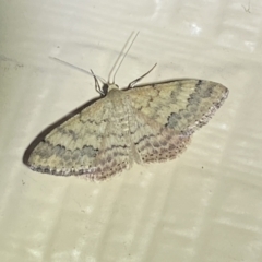 Scopula rubraria (Reddish Wave, Plantain Moth) at Numeralla, NSW - 26 Jan 2022 by Steve_Bok