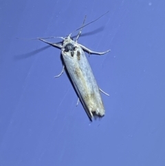 Philobota productella (Pasture Tunnel Moth) at Numeralla, NSW - 26 Jan 2022 by Steve_Bok