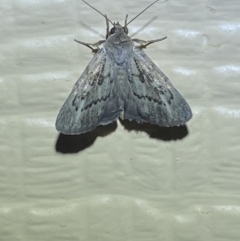 Heliocheilus cistella (A Noctuid Moth (Heliothinae) at Numeralla, NSW by SteveBorkowskis