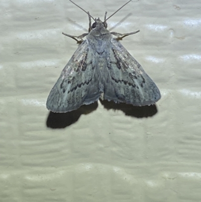 Heliocheilus cistella (A Noctuid Moth (Heliothinae) at Numeralla, NSW by SteveBorkowskis