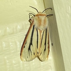 Aloa marginata at Numeralla, NSW - 26 Jan 2022