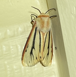 Aloa marginata at Numeralla, NSW - 26 Jan 2022