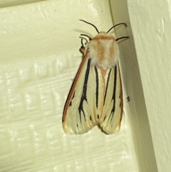 Aloa marginata at Numeralla, NSW - 26 Jan 2022