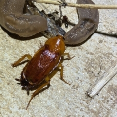 Unidentified Cockroach (Blattodea, several families) at Numeralla, NSW - 26 Jan 2022 by SteveBorkowskis