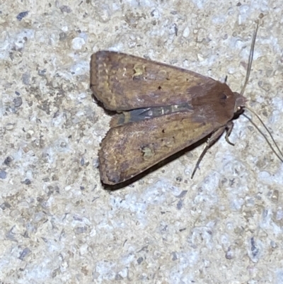 Diarsia intermixta (Chevron Cutworm, Orange Peel Moth.) at Numeralla, NSW - 26 Jan 2022 by SteveBorkowskis