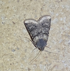 Agrotis porphyricollis (Variable Cutworm) at Numeralla, NSW - 26 Jan 2022 by Steve_Bok