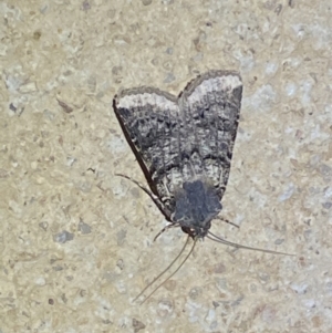 Agrotis porphyricollis at Numeralla, NSW - suppressed