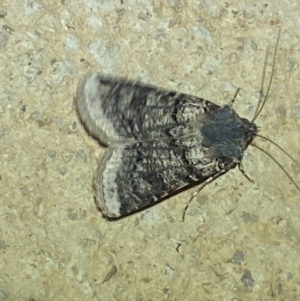 Agrotis porphyricollis at Numeralla, NSW - suppressed