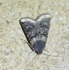 Agrotis porphyricollis at Numeralla, NSW - suppressed