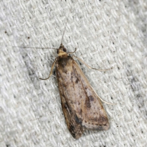 Achyra nigrirenalis at O'Connor, ACT - 15 Jan 2022