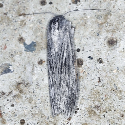 Capusa senilis (Black-banded Wedge-moth) at O'Connor, ACT - 15 Jan 2022 by ibaird