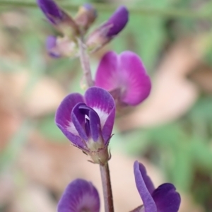 Glycine tabacina at Cook, ACT - 26 Jan 2022