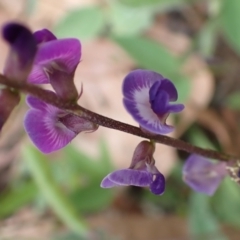 Glycine tabacina at Cook, ACT - 26 Jan 2022