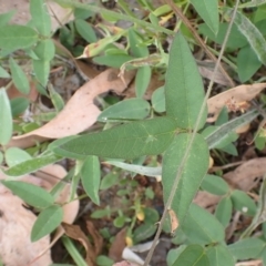 Glycine tabacina at Cook, ACT - 26 Jan 2022