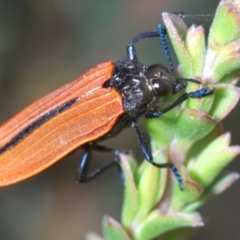 Castiarina nasuta (A jewel beetle) at Paddys River, ACT - 25 Jan 2022 by Harrisi