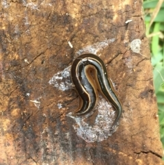 Australopacifica scaphoidea (Skiff planarian) at Tathra, NSW - 19 Jan 2022 by KerryVance2