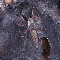 Colepia rufiventris (Robber fly) at Yarralumla, ACT - 25 Jan 2022 by ConBoekel