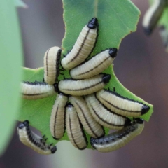 Paropsisterna cloelia (Eucalyptus variegated beetle) at Blue Gum Point to Attunga Bay - 25 Jan 2022 by ConBoekel