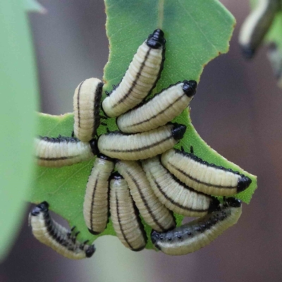 Paropsisterna cloelia (Eucalyptus variegated beetle) at Yarralumla, ACT - 26 Jan 2022 by ConBoekel