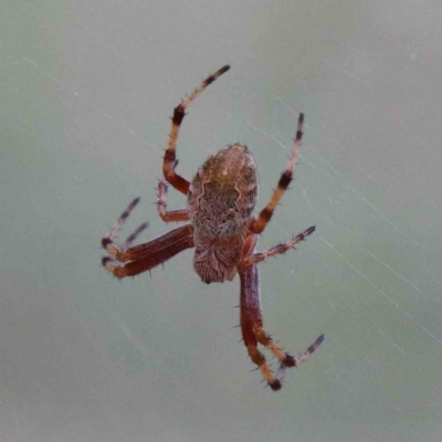 Salsa fuliginata (Sooty Orb-weaver) at Blue Gum Point to Attunga Bay - 25 Jan 2022 by ConBoekel