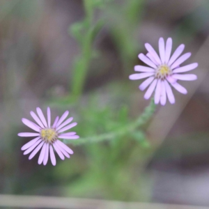 Vittadinia cuneata at Yarralumla, ACT - 26 Jan 2022