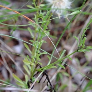 Vittadinia cuneata at Yarralumla, ACT - 26 Jan 2022 09:54 AM