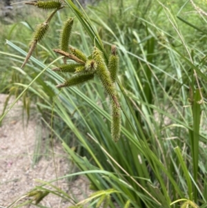 Carex fascicularis at Tennent, ACT - 26 Jan 2022