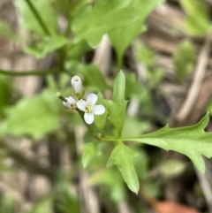 Rorippa dictyosperma at Tennent, ACT - 26 Jan 2022 by JaneR