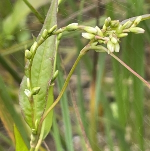 Persicaria hydropiper at Tennent, ACT - 26 Jan 2022 12:38 PM