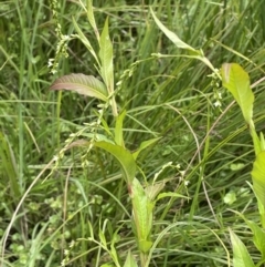 Persicaria hydropiper at Tennent, ACT - 26 Jan 2022 12:38 PM