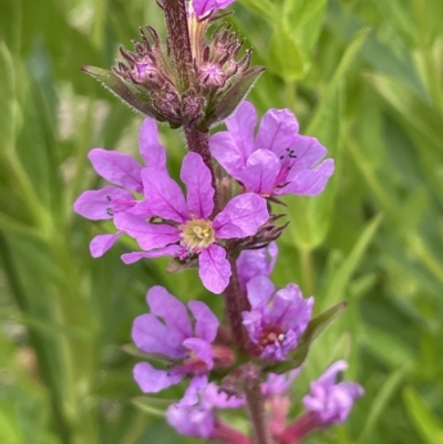 Lythrum salicaria (Purple Loosestrife) at Rendezvous Creek, ACT - 24 Jan 2022 by JaneR