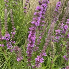 Lythrum salicaria at Rendezvous Creek, ACT - 24 Jan 2022 01:40 PM