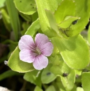 Gratiola peruviana at Booth, ACT - 24 Jan 2022