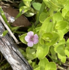 Gratiola peruviana at Booth, ACT - 24 Jan 2022