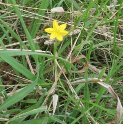 Hypoxis hygrometrica (Golden Weather-grass) at Hawker, ACT - 26 Jan 2022 by sangio7