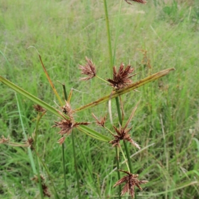 Cyperus lhotskyanus (A Sedge) at Molonglo Valley, ACT - 25 Jan 2022 by sangio7