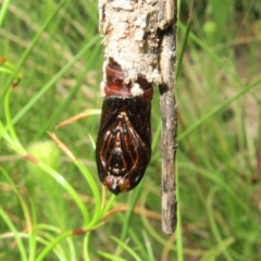 Clania ignobilis (Faggot Case Moth) at Jerrawangala, NSW - 21 Jan 2022 by RobG1