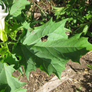 Datura stramonium at Weetangera, ACT - 27 Jan 2022