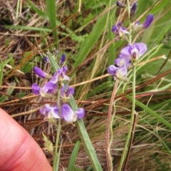 Glycine clandestina (Twining Glycine) at Molonglo Valley, ACT - 25 Jan 2022 by sangio7