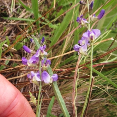 Glycine clandestina (Twining Glycine) at Molonglo Valley, ACT - 26 Jan 2022 by sangio7