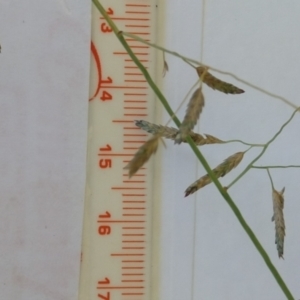 Eragrostis brownii at Jerrabomberra, ACT - 27 Jan 2022