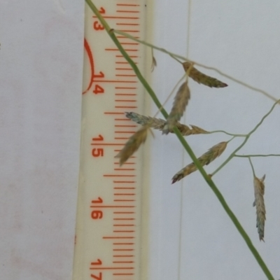 Eragrostis brownii (Common Love Grass) at Jerrabomberra, ACT - 27 Jan 2022 by CallumBraeRuralProperty