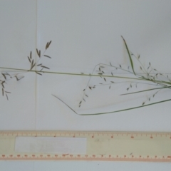 Eragrostis brownii at Jerrabomberra, ACT - 27 Jan 2022 11:46 AM