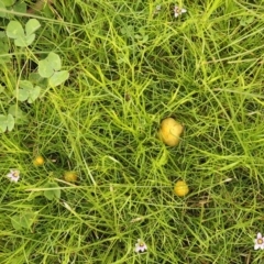 Bolbitius titubans (Yellow Fieldcap Mushroom) at Bruce, ACT - 9 Sep 2021 by Heino1