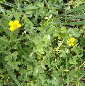 Oxalis thompsoniae at Jerrabomberra, ACT - 24 Jan 2022